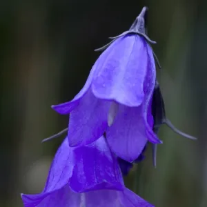 Mountain Harebell, Campanula Rotundifolia. A pair of blue Harebells