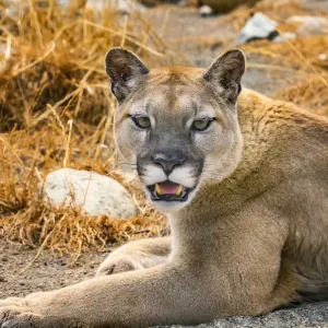 Mountain Lion Print - Puma concolor Nature Photography Mountain Lion Print - Puma concolor Nature Photography