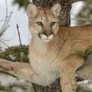 Mountain Lion in Tree Print - Captive Puma concolor Image Mountain Lion in Tree Print - Captive Puma concolor Image