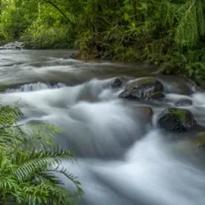 Mountain river. Forest interior. Bwindi Impenetrable Forest. Uganda