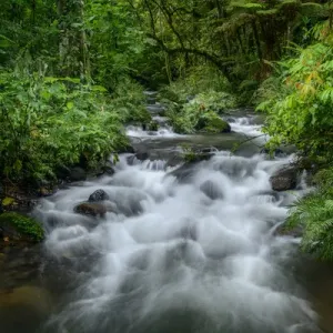 Mountain River Print - Bwindi Impenetrable Forest Landscape Mountain River Print - Bwindi Impenetrable Forest Landscape