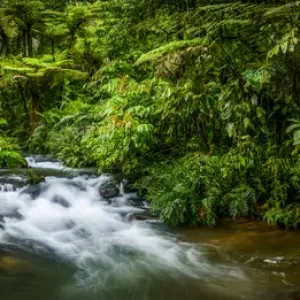 Mountain river. Forest interior. Bwindi Impenetrable Forest. Uganda