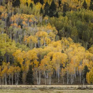 Mountain slope covered in autumn aspen trees, Grand Teton National Park, Wyoming Mountain slope covered in autumn aspen trees, Grand Teton National Park, Wyoming