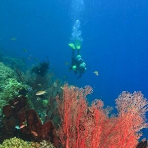 MR female scuba diver, large vibrant Sea Fans, Raja Ampat region of Papua (formerly