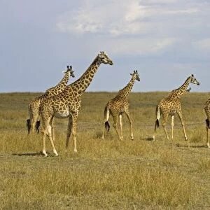 Msai Giraffes