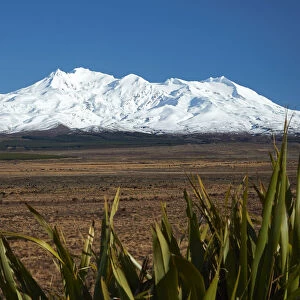 Mt Ruapehu, Rangipo Desert, and flax, Tongariro National Park, Central Plateau, North Island