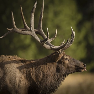 Mud covered antlers on a Rocky mountain bull elk in full rutting behavior, Cervus elaphus