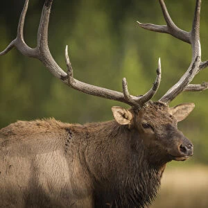 Mud covered antlers on a Rocky mountain bull elk in rut, Cervus elaphus, Madison River