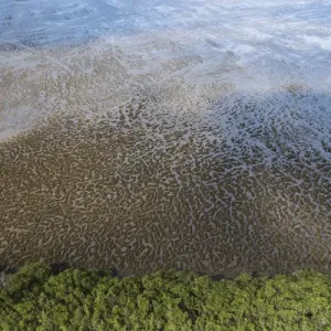 Mud Patterns Print on East Coast Beach, Guyana
