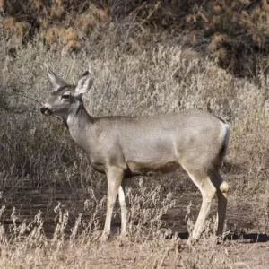 Mule Deer at Bosque del Apache NWR, New Mexico