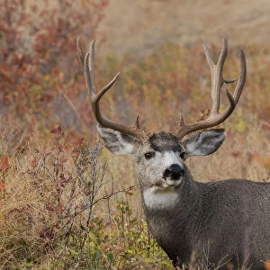 Mule deer buck autumn color