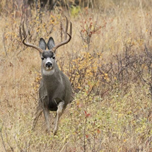 Mule deer buck escaping danger