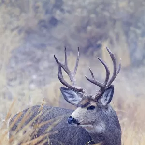 Mule Deer Buck, Foggy Frosty Morning