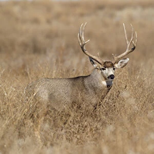 Mule Deer (Odocoileus hemionus) buck in winter grassland cover