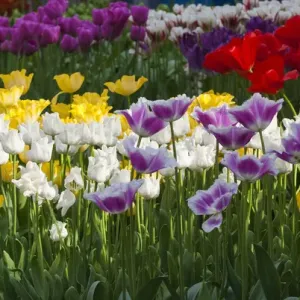 Multi color tulip flowerbeds Multi color tulip flowerbeds