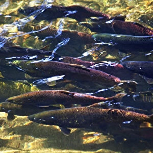 Multi-Colored, Coho, Sockeye, and Chinook Salmon, Issaquah Creek, Washington Salmon
