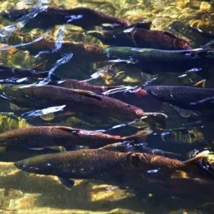 Issaquah Creek Salmon Print: Multi-Colored Coho, Sockeye, and Chinook Issaquah Creek Salmon Print: Multi-Colored Coho, Sockeye, and Chinook