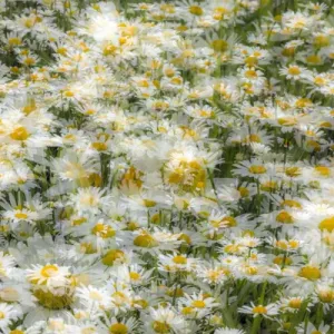 Multiple exposure of group of daisy flowers, Kentucky