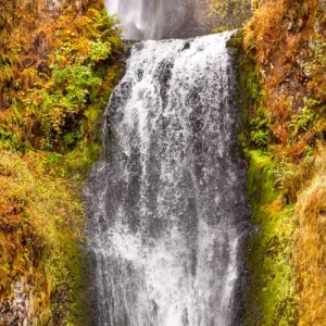 Multnomah Falls Print: Autumn Columbia River Gorge Oregon Multnomah Falls Print: Autumn Columbia River Gorge Oregon