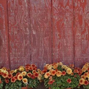 Mums and red barn wall