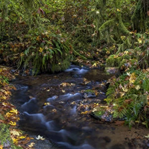 Munson Creek Falls State Natural Site in autumn near Tillamook, Oregon, USA