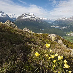 Muottas Muragl, Switzerland. Alpine flowers and views of Celerina and St. Moritz