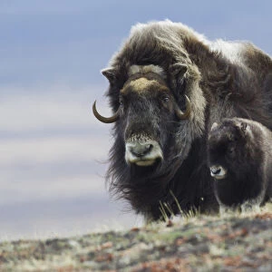 Musk Ox with Calf