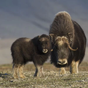 Musk ox with calf