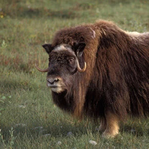 muskox, Ovibos moschatus, cow on the central Arctic coastal plain, North Slope of the Brooks Range