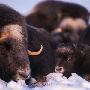 muskox, Ovibos moschatus, cow with newborn, North Slope of the Brooks range, central