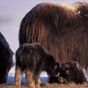 muskox, Ovibos moschatus, cow and newborn calves sit and play on the coastal plain