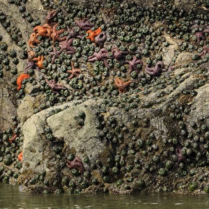 Mussels and sea stars clinging to rock at low tide. Olympic National Park, Washington, US