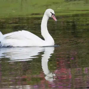 Mute Swan Print, Middleton Place Plantation Reflection Mute Swan Print, Middleton Place Plantation Reflection