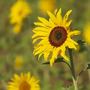 Myanmar, Inle Lake. Sunflowers