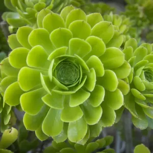 Mykonos, Greece, succulent plant Mykonos, Greece, succulent plant