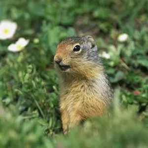 N. A. Canada, Alberta, Banff NP, Columbian Ground Squirrel (Spermophilus columbianus)