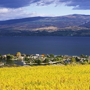 N. A. Canada, British Columbia, Okanagan Valley, Vineyard on Okanagan Lake