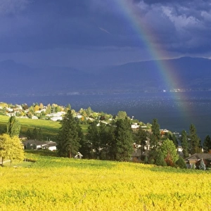 N. A. Canada, British Columbia, Okanagan Valley, Rainbow over Vineyard
