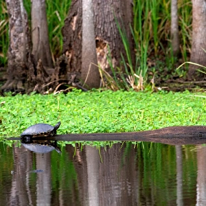 N. A. USA, Louisiana, New Orleans. Turtle in a bayou outside New Orleans