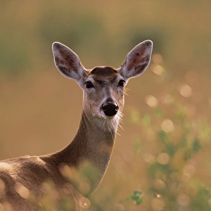 N. A. USA, Texas White-tailed Deer - Odocoileus virginianus