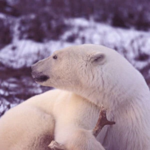 NA, Canada, Manitoba, Churchill, Gordon Point Polar bear with caribou antler