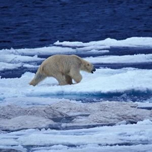 NA, USA, Alaska, Polar bear (Ursus maritimus) on Chukchi Sea