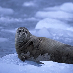 NA, USA, Alaska, Prince William Sound A harbor seal (Phoca vitulina) lies on the