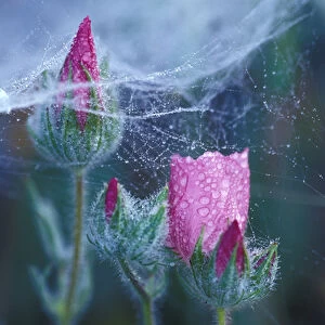 NA, USA, California, Bear Valley Tracys Clarkia and dew on spider web