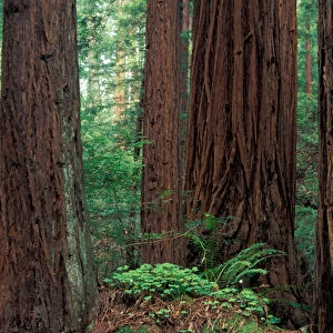 NA, USA, California, Marin County, Muir Woods National Monument, Coast Redwoods