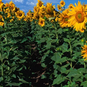 NA, USA, CO, Sunflower Field in Bloom