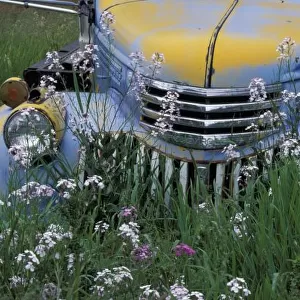 NA, USA, eastern Washington, Old truck with money plant in Palouse area