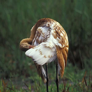 NA, USA, Florida, Central Florida 3-month-old Whooping crane chick (Grus americana)