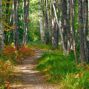 NA, USA, Maine. Jessup trail in Acadia National Park