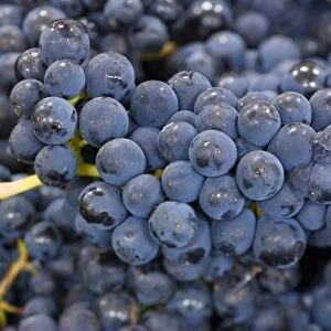 NA; USA; Oregon; Willamette Valley; Pinot Noir Grapes